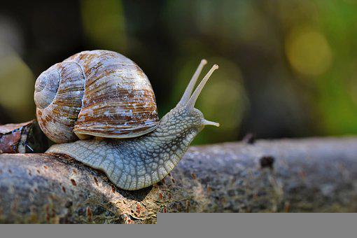 Detail Snail Images Free Nomer 39