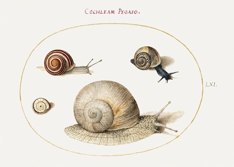 Detail Snail Images Free Nomer 47