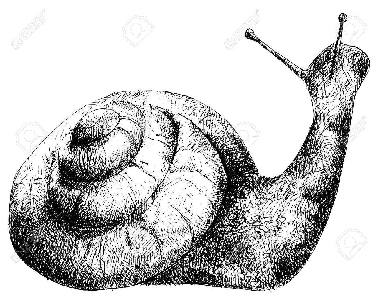 Detail Snail Images Free Nomer 51