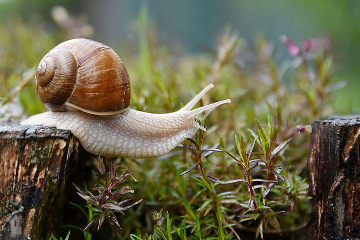 Detail Snail Images Free Nomer 8