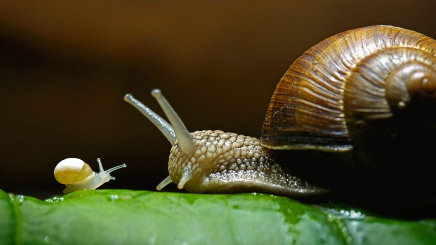 Detail Snail Pictures Gallery Nomer 24