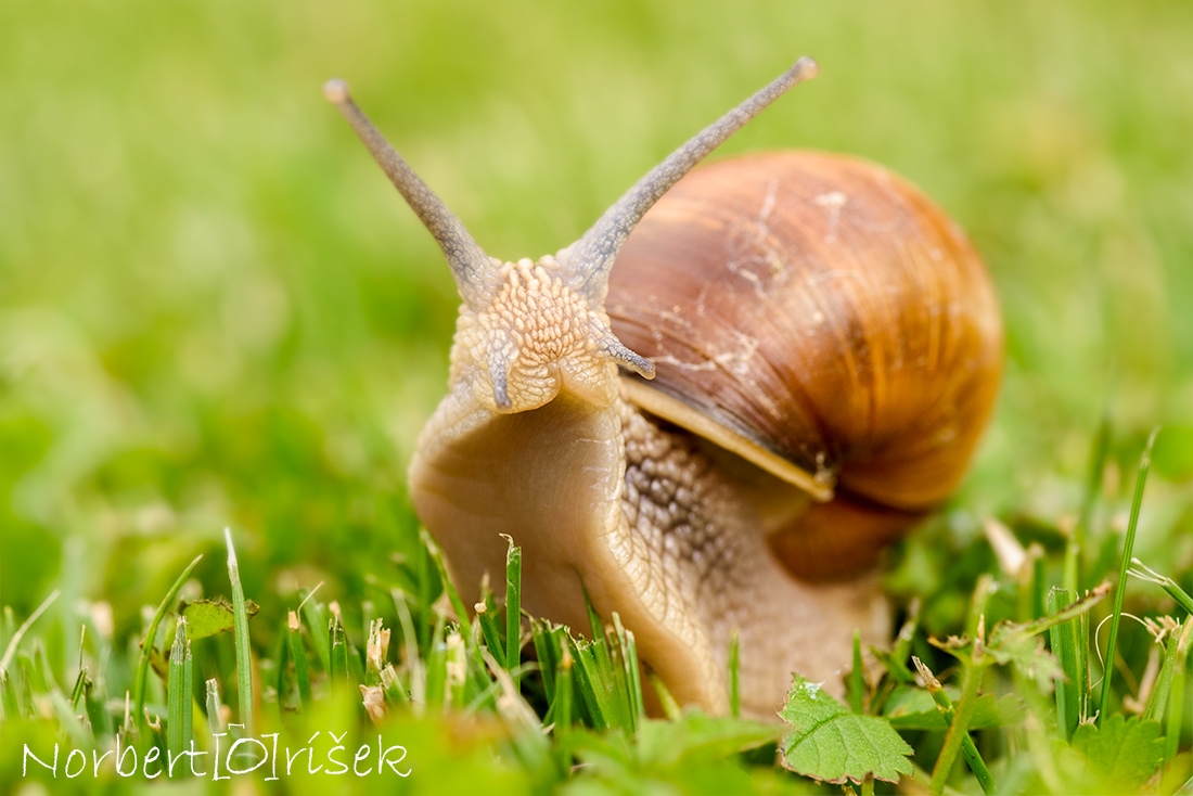 Detail Snail Pictures Gallery Nomer 28