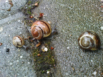 Detail Snail Pictures Gallery Nomer 40