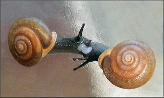 Detail Snail Pictures Gallery Nomer 53