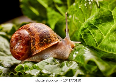 Detail Snail Pictures Gallery Nomer 10