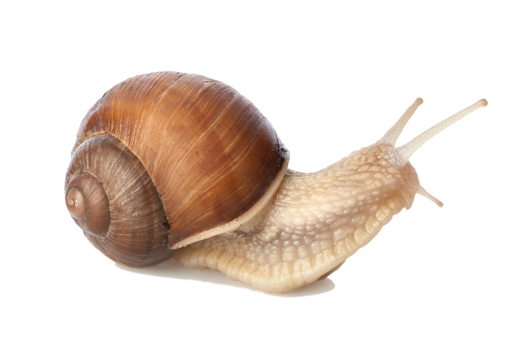 Detail Snail Png Nomer 3