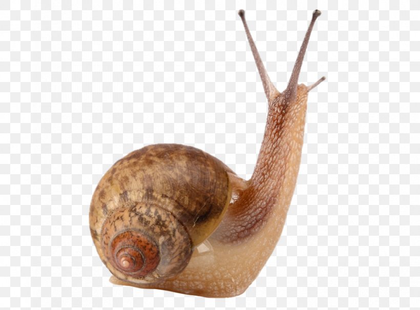 Detail Snail Png Nomer 20