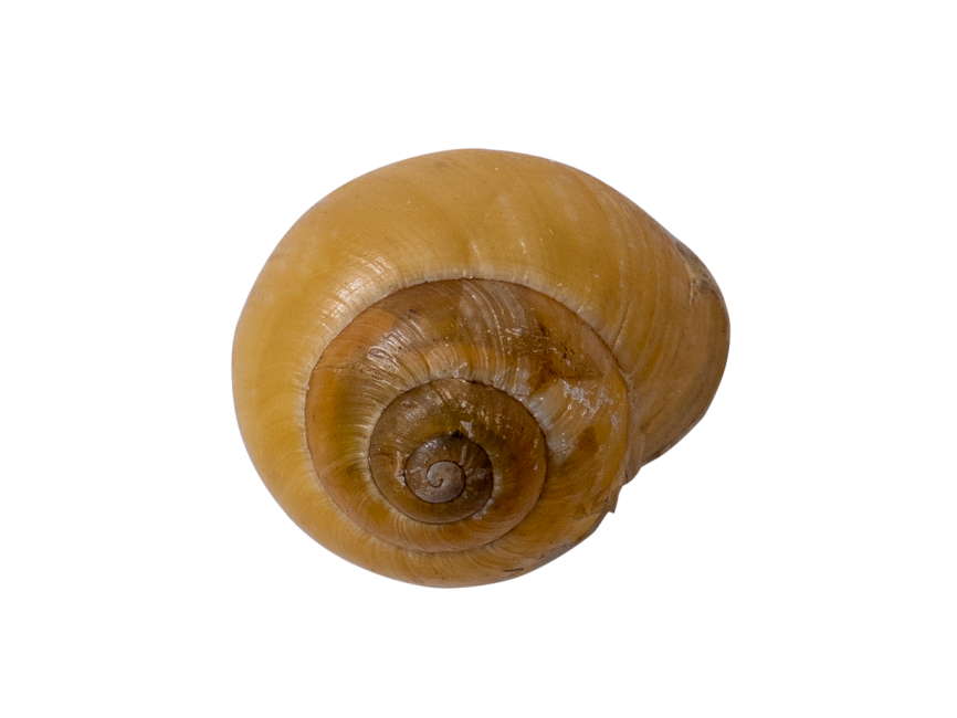 Detail Snail Transparent Nomer 36