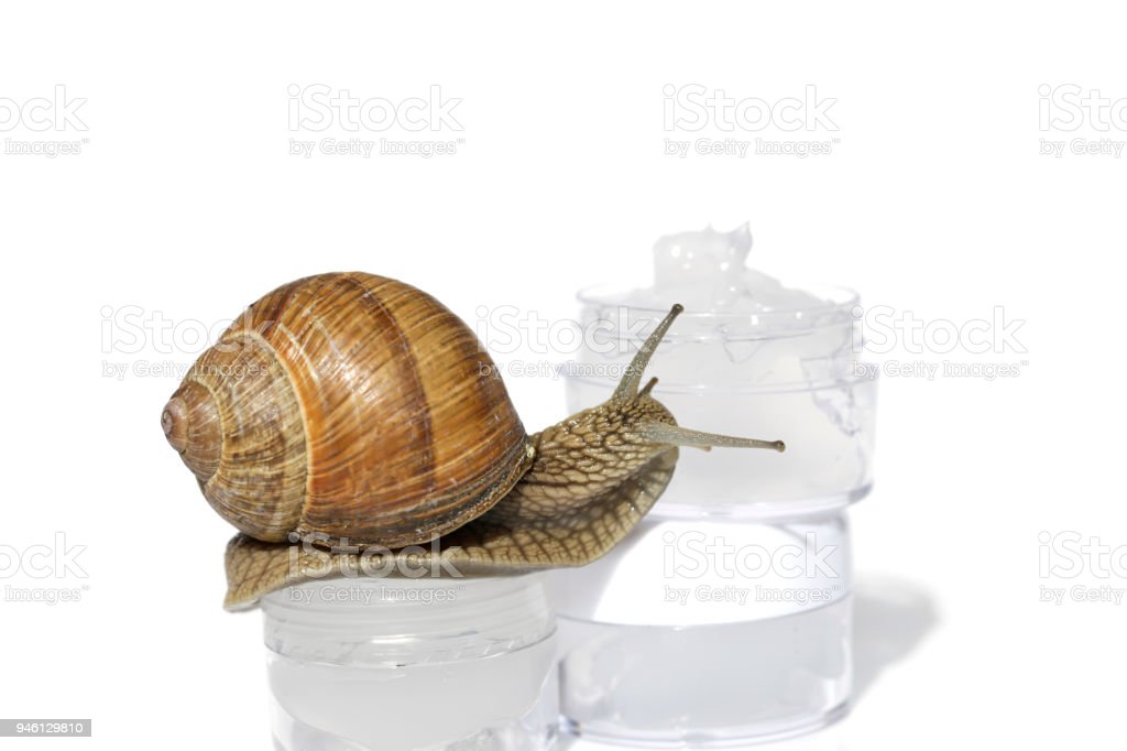 Detail Snail Transparent Nomer 52