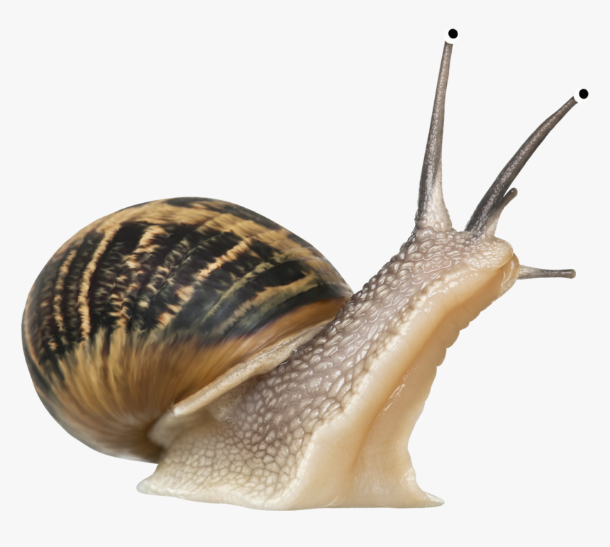 Snail Transparent Background - KibrisPDR