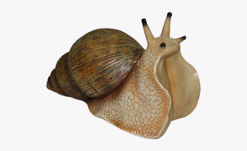 Detail Snail Transparent Background Nomer 11