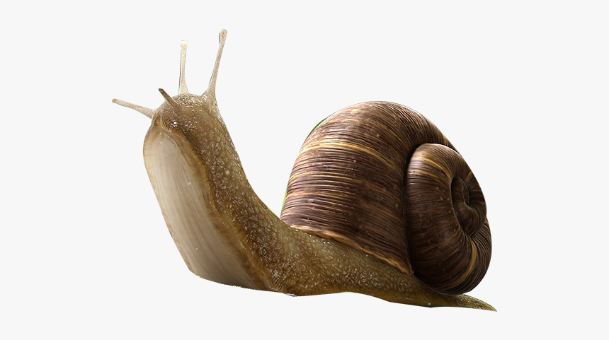 Detail Snail Transparent Background Nomer 13