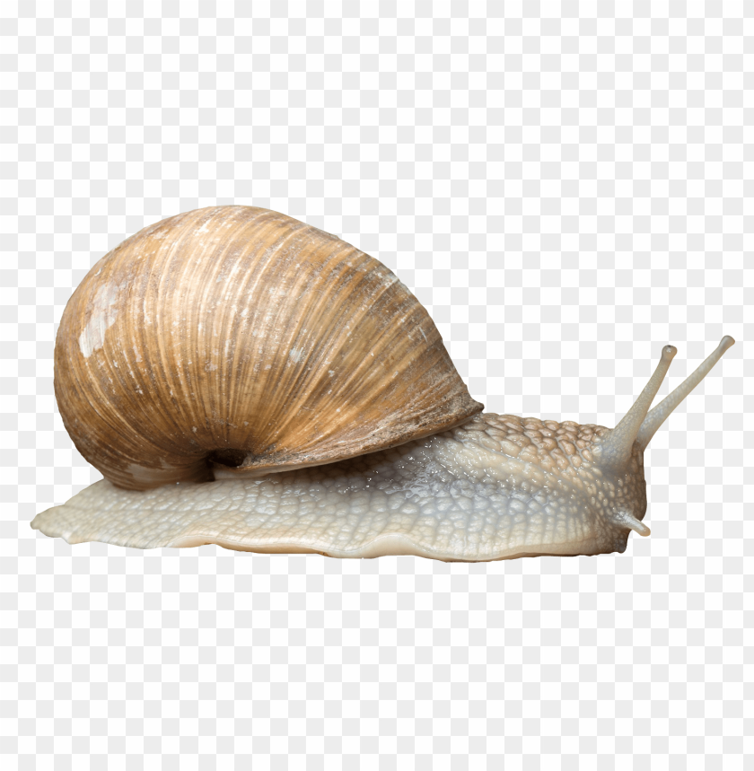 Detail Snail Transparent Background Nomer 14