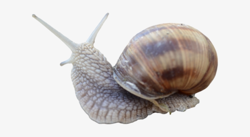 Detail Snail Transparent Background Nomer 16