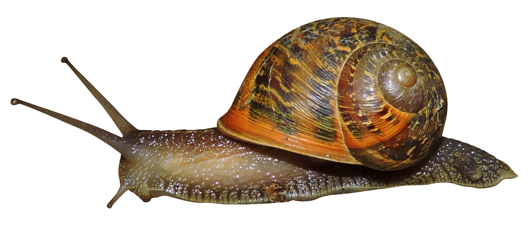 Detail Snail Transparent Background Nomer 19