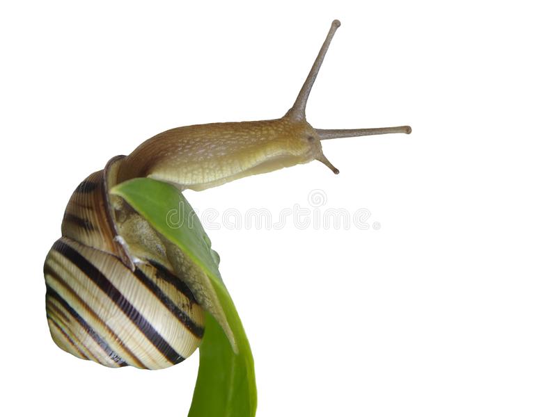 Detail Snail Transparent Background Nomer 20