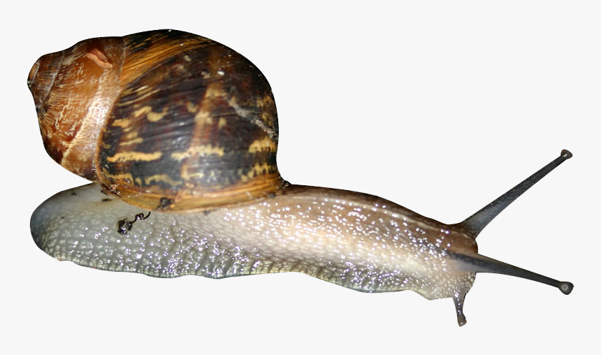 Detail Snail Transparent Background Nomer 21