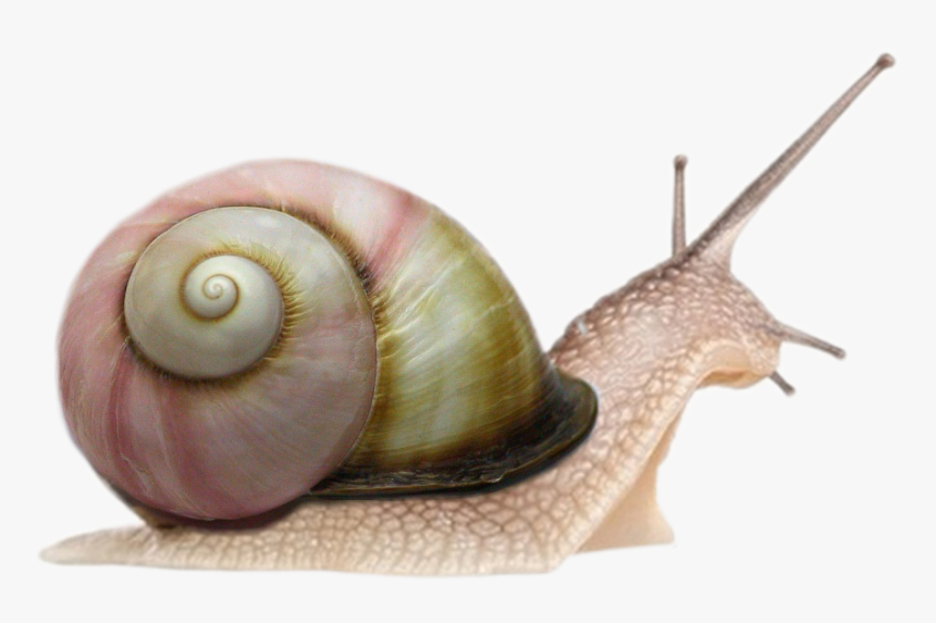 Detail Snail Transparent Background Nomer 22