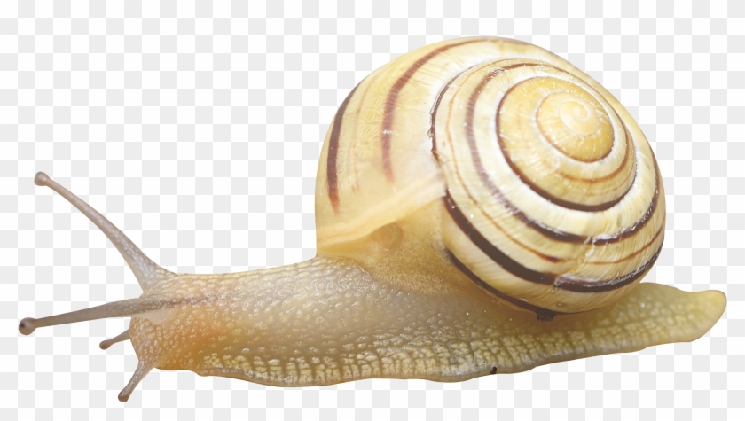 Detail Snail Transparent Background Nomer 25