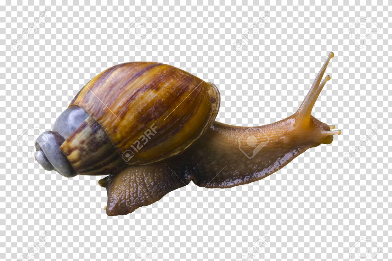 Detail Snail Transparent Background Nomer 26