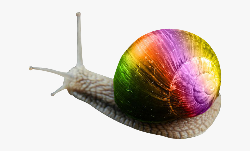 Detail Snail Transparent Background Nomer 28