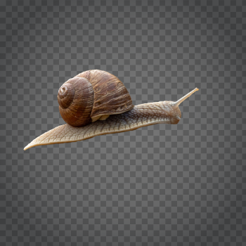 Detail Snail Transparent Background Nomer 34