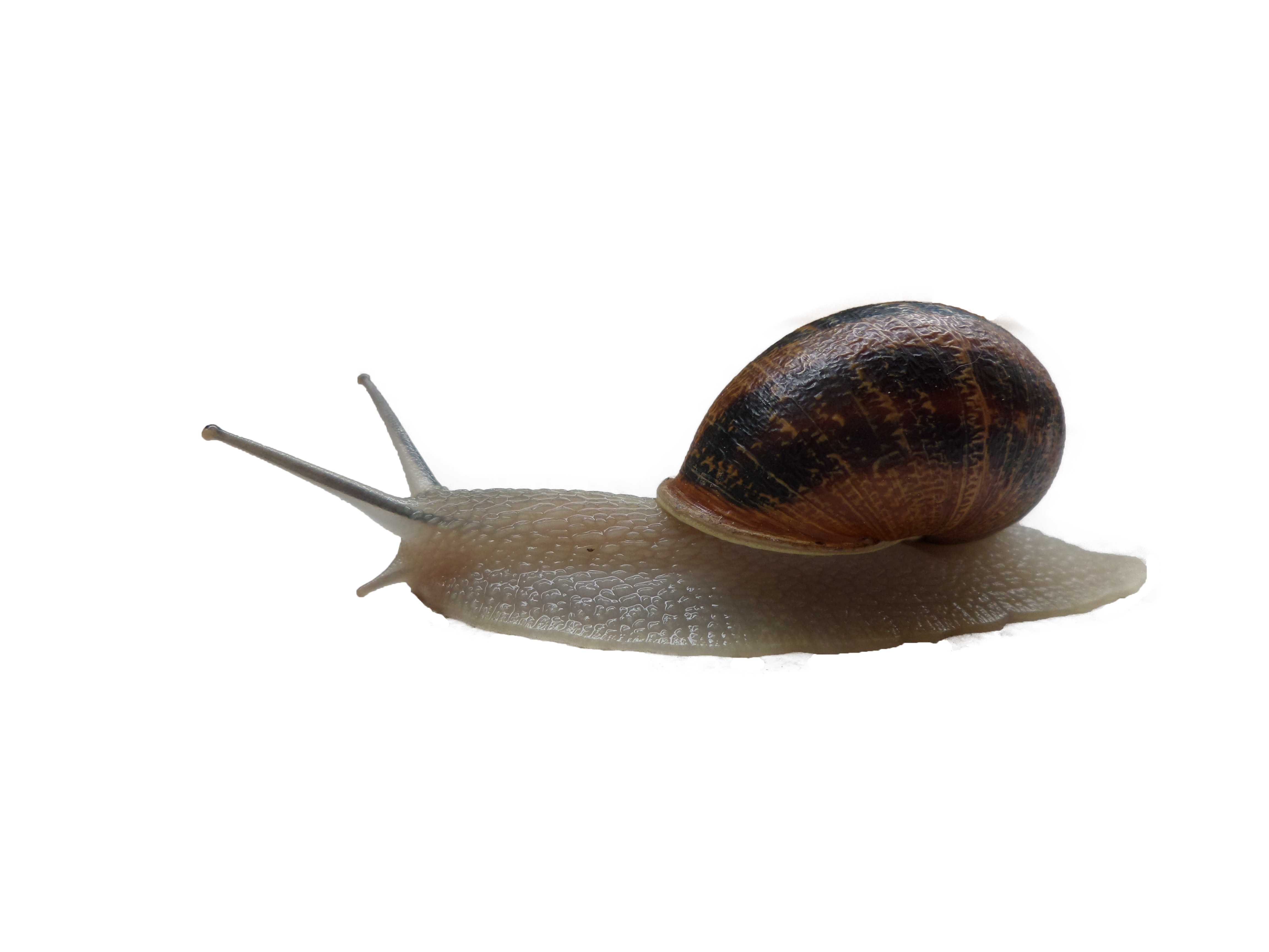 Detail Snail Transparent Background Nomer 4