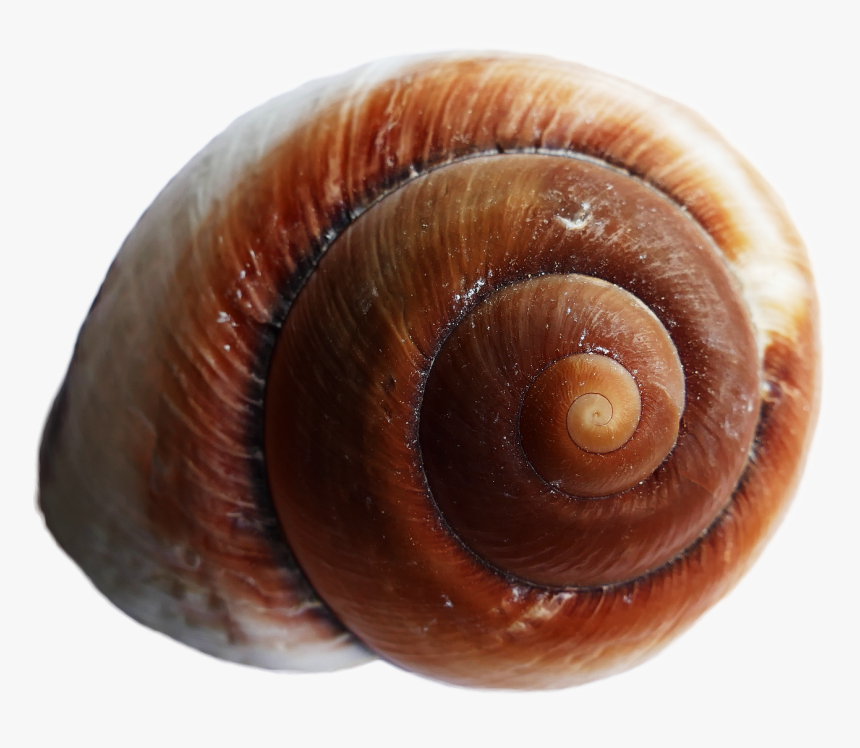 Detail Snail Transparent Background Nomer 38