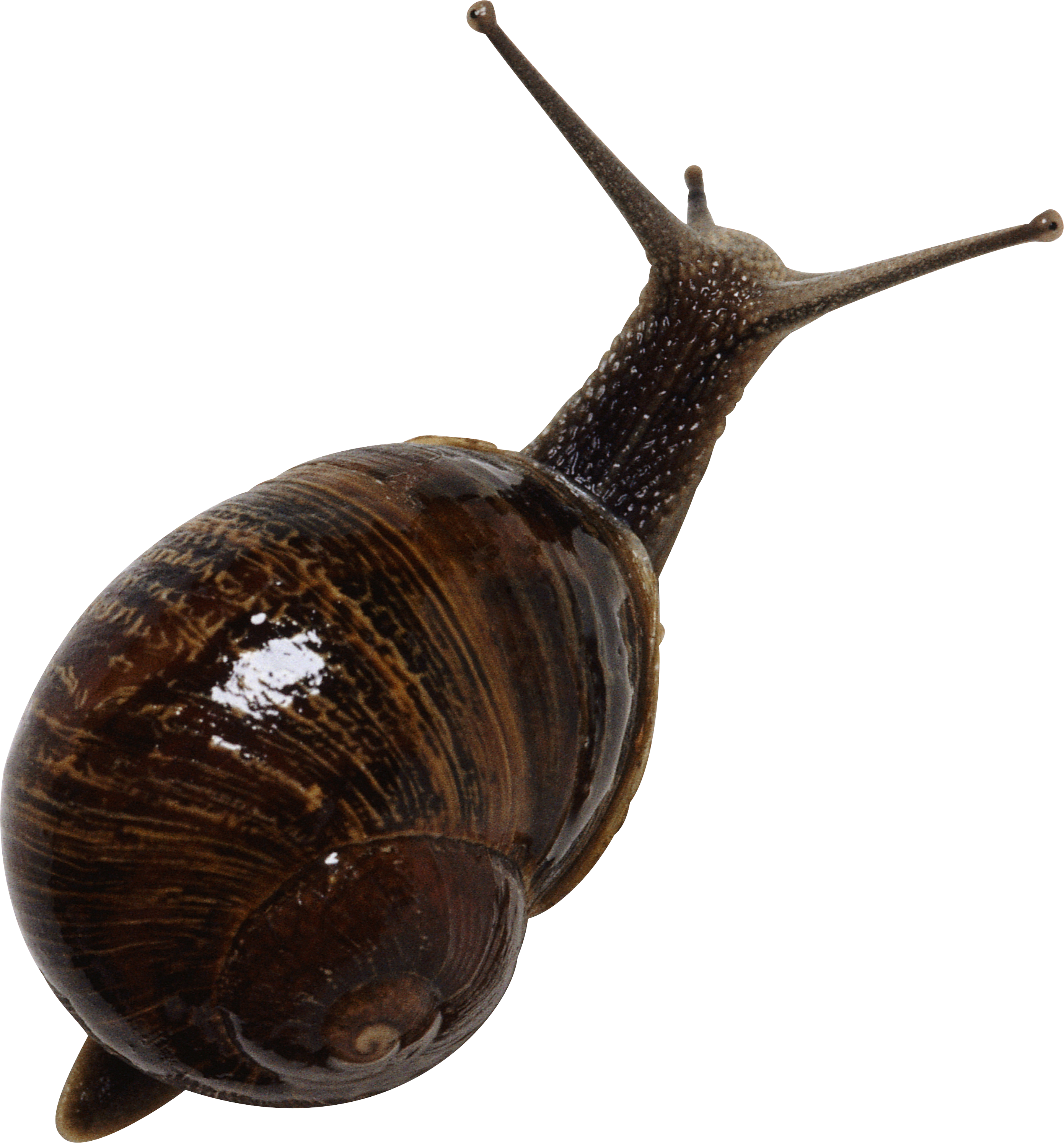 Detail Snail Transparent Background Nomer 39