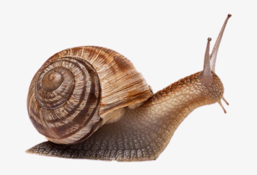 Detail Snail Transparent Background Nomer 43