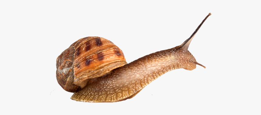 Detail Snail Transparent Background Nomer 5