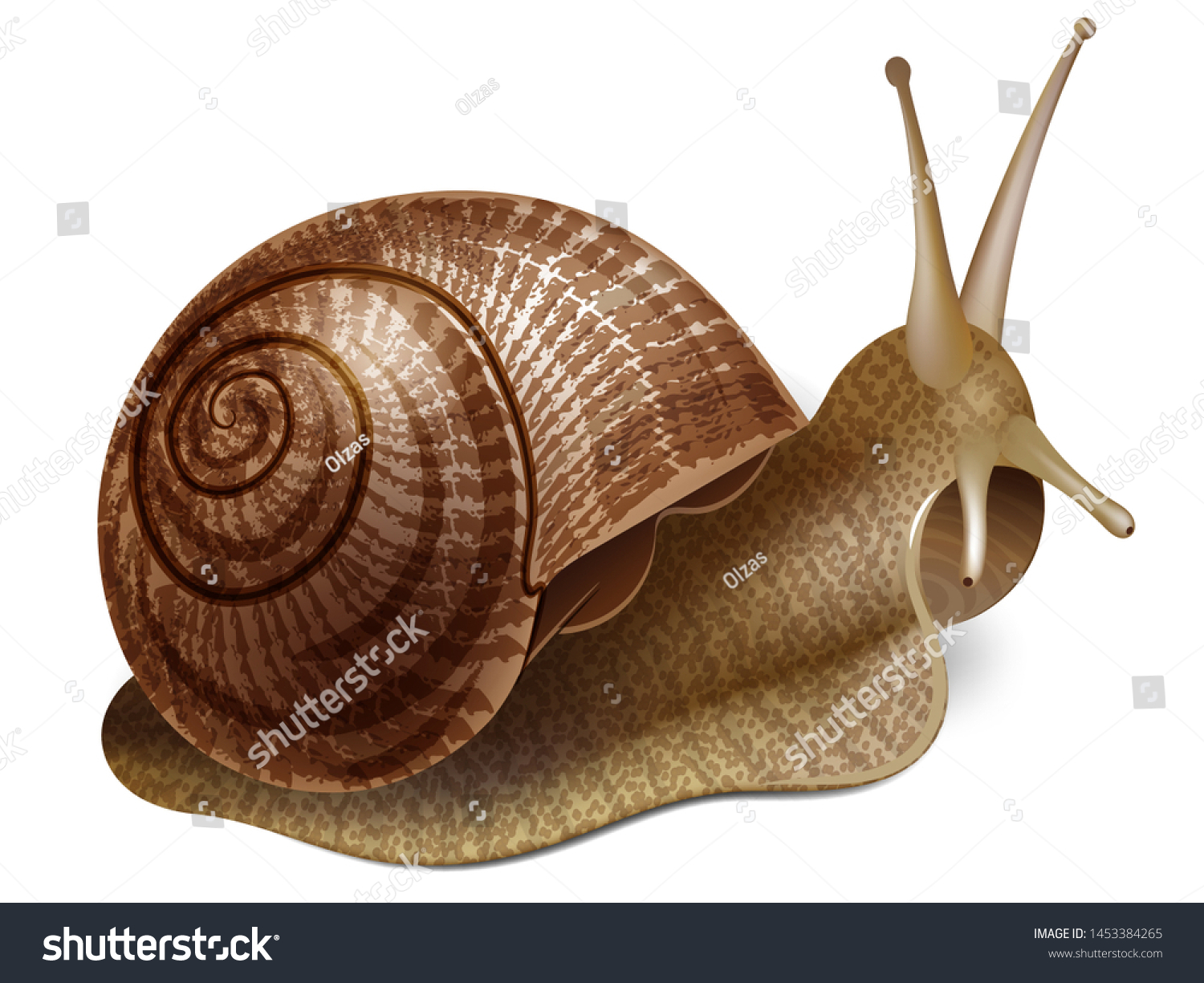 Detail Snail Transparent Background Nomer 46