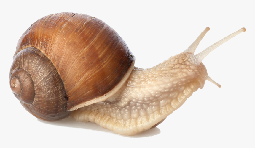 Detail Snail Transparent Background Nomer 6