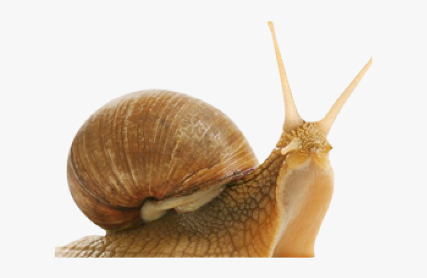 Detail Snail Transparent Background Nomer 7