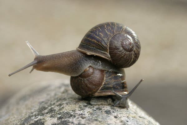 Detail Snails Images Nomer 28