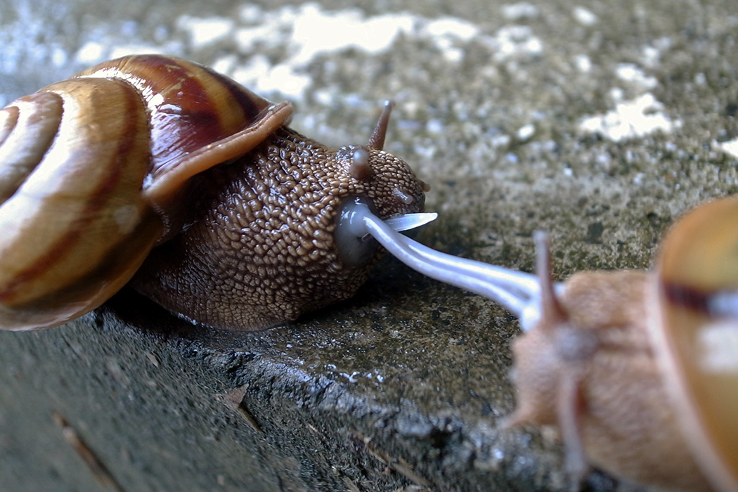 Detail Snails Images Nomer 47