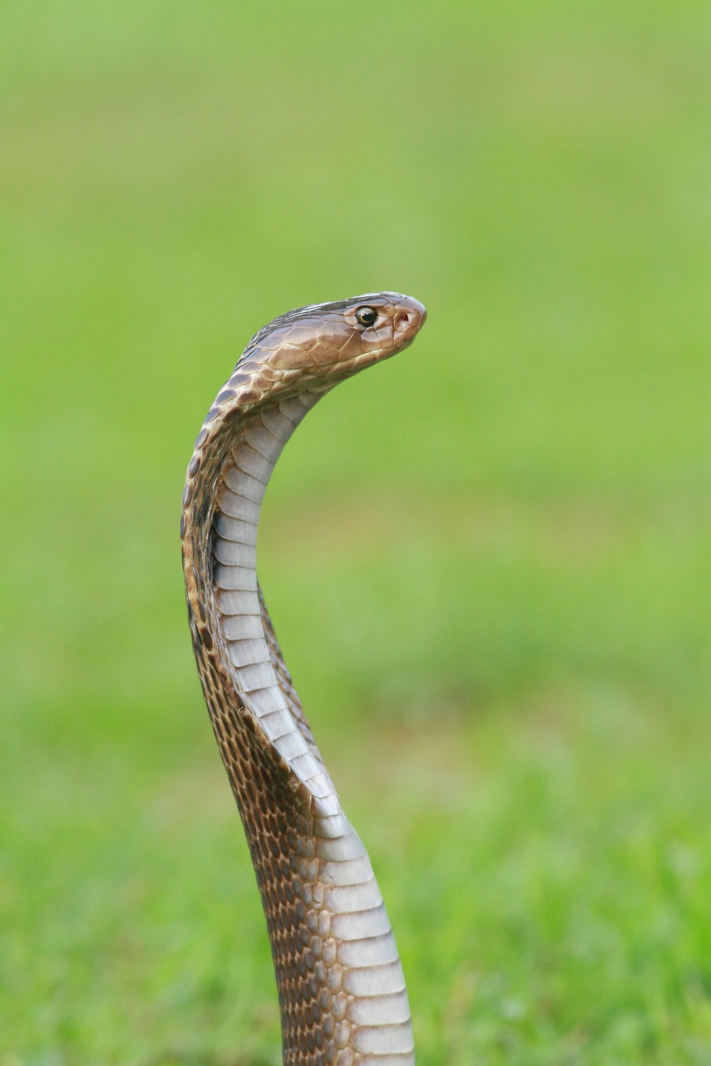 Snake Images Hd - KibrisPDR