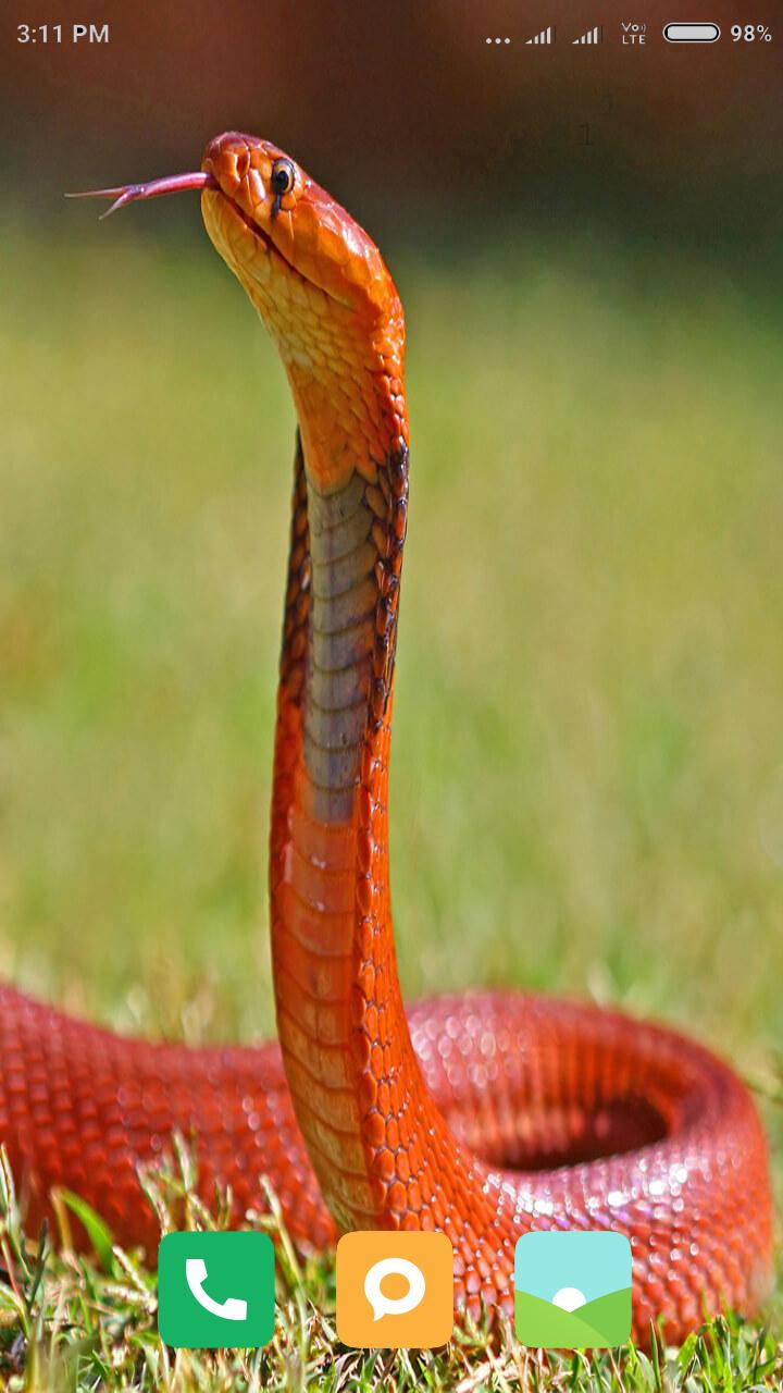 Detail Snake Images Hd Nomer 29