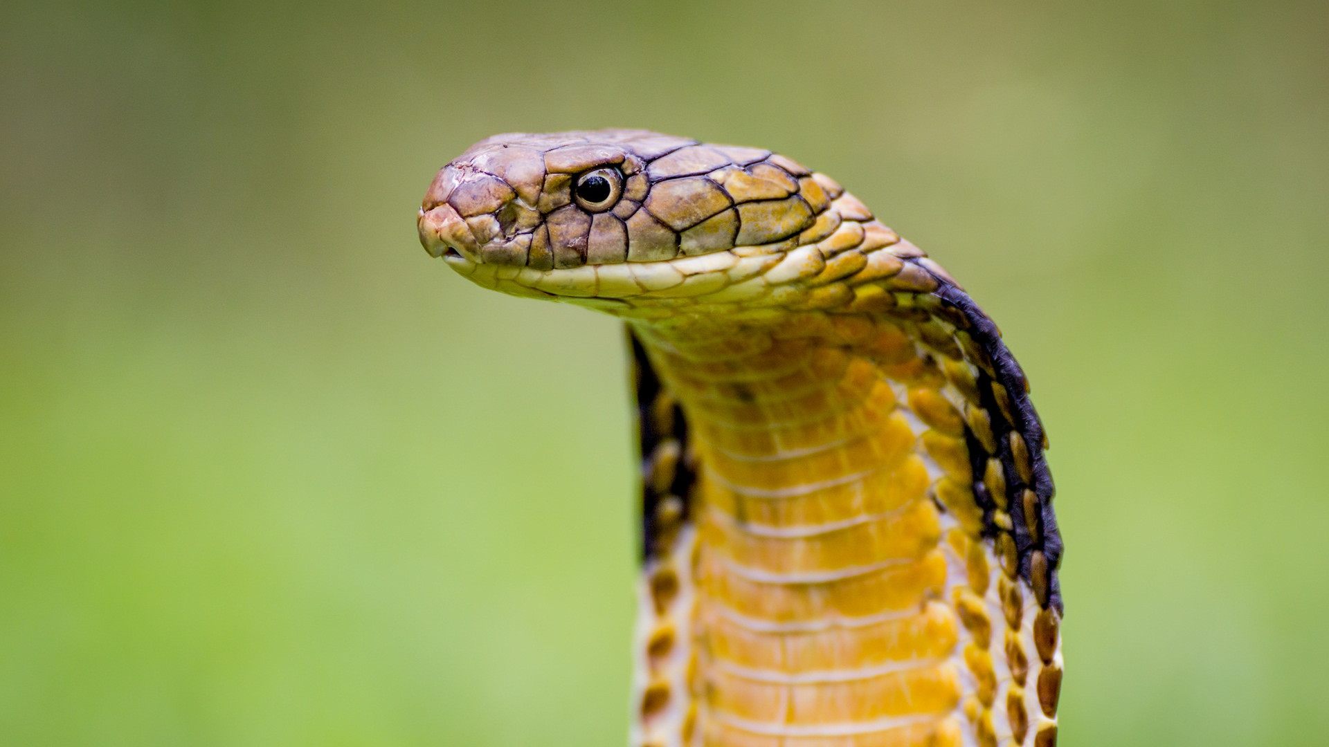 Detail Snake Images Hd Nomer 45