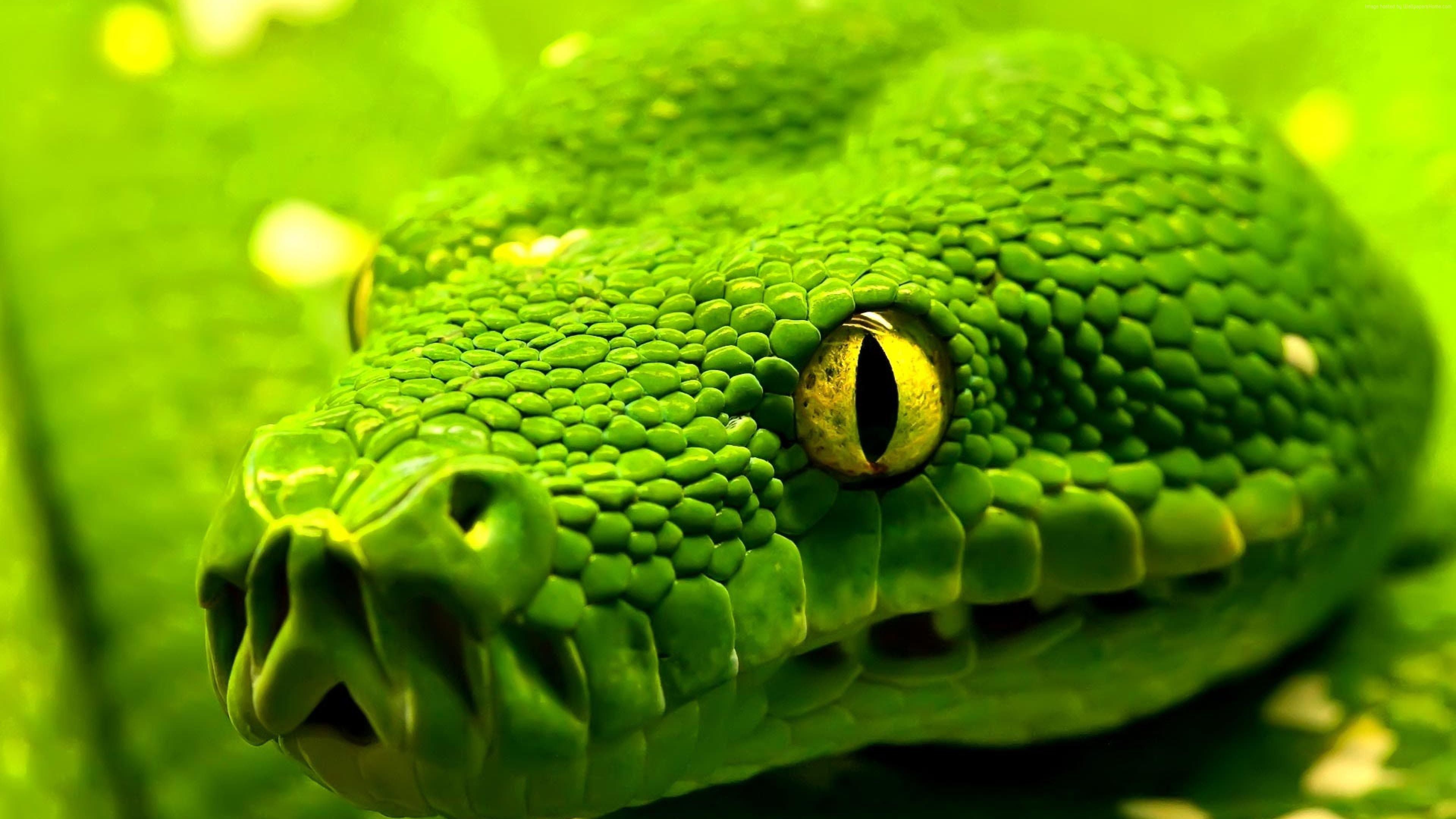 Detail Snake Images Hd Nomer 7