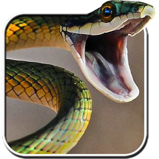 Detail Snake Live Wallpaper Nomer 32