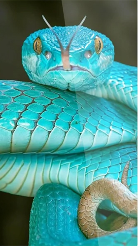 Detail Snake Live Wallpaper Nomer 46