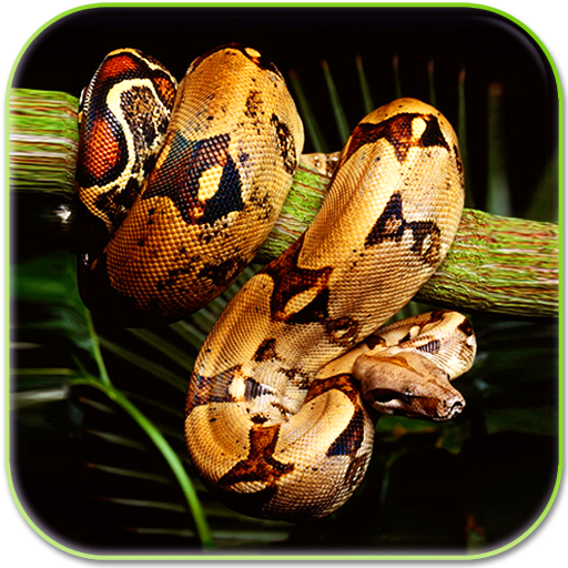 Detail Snake Live Wallpaper Nomer 48