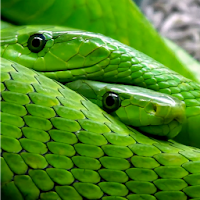 Detail Snake Live Wallpaper Nomer 49