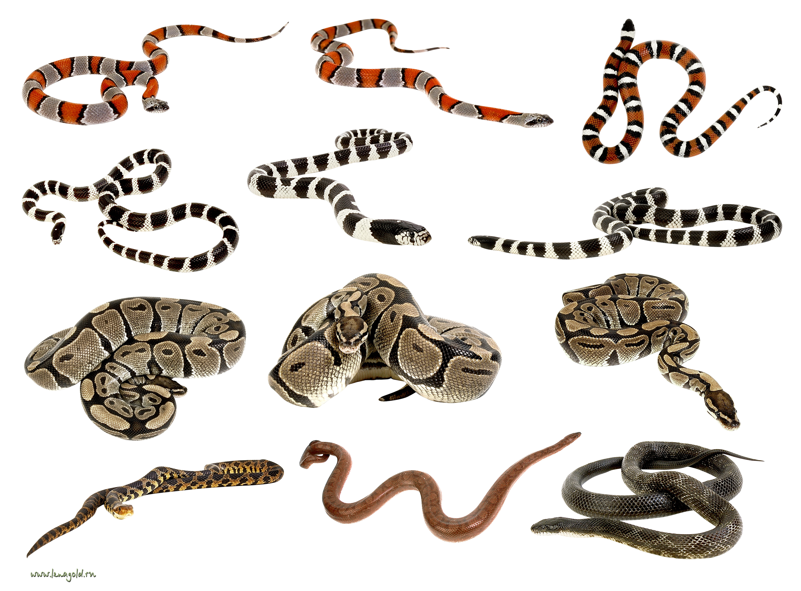 Detail Snake Png Clipart Nomer 50