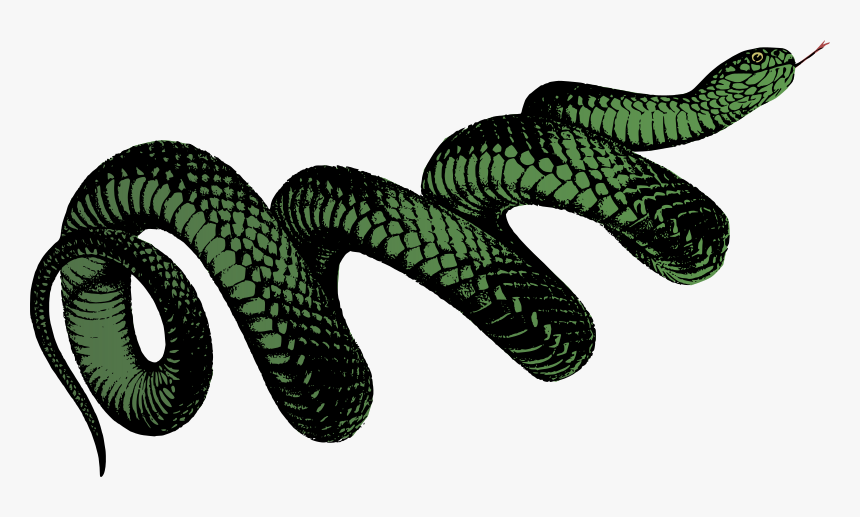 Detail Snake Png Transparent Nomer 13