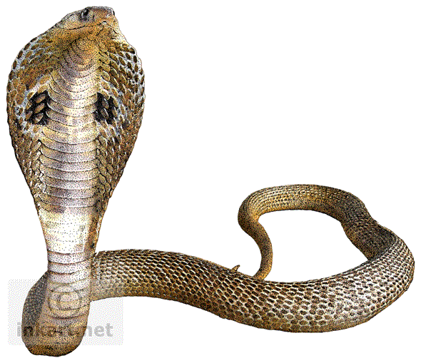 Detail Snake Png Transparent Nomer 27
