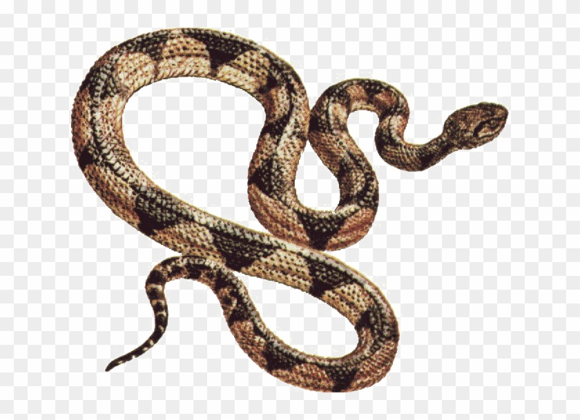 Detail Snake Png Transparent Nomer 7