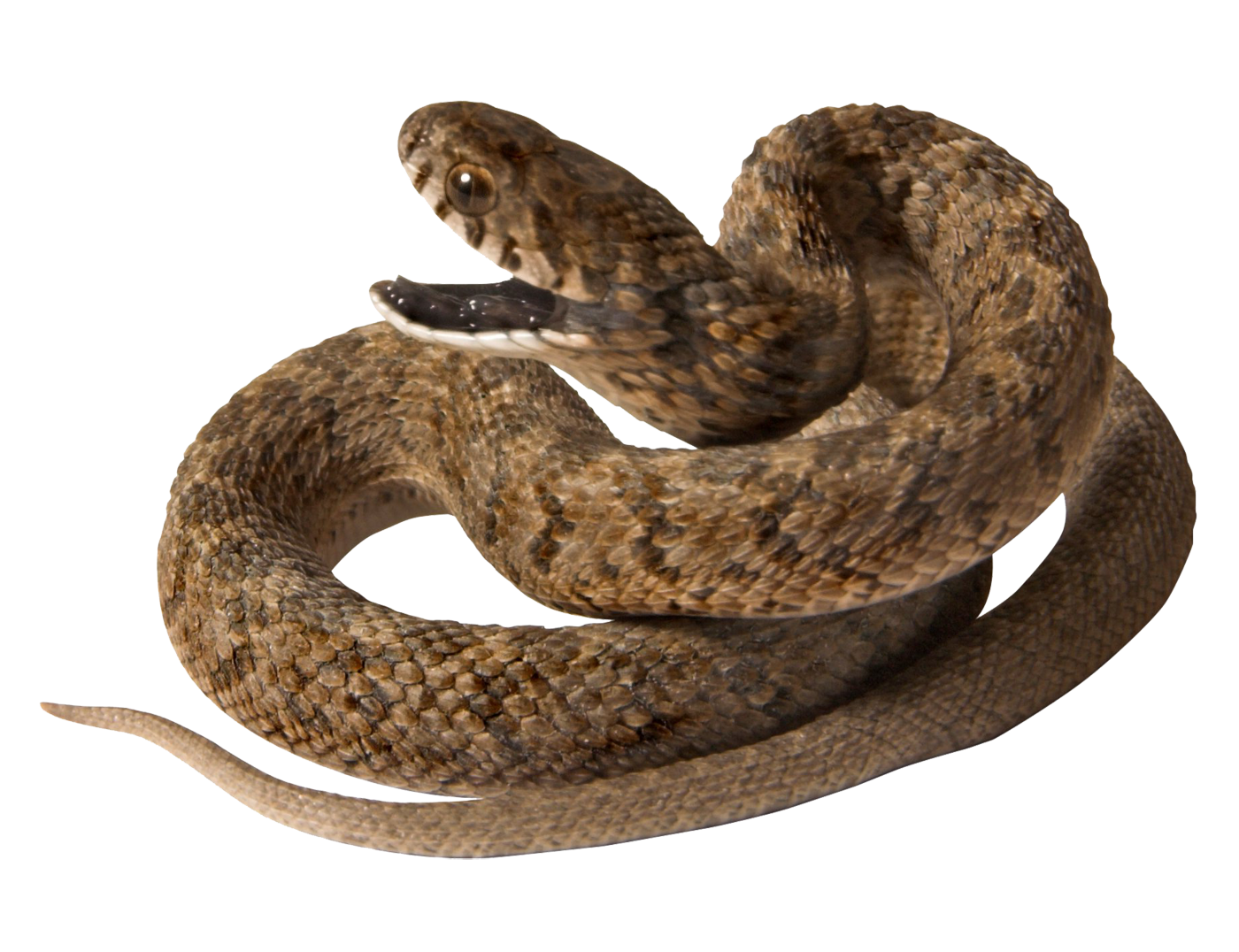 Detail Snake Transparent Nomer 21