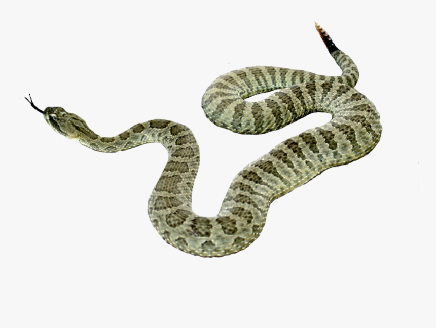 Detail Snake Transparent Nomer 30